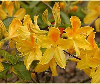 AZALEA caduque Goldtopas