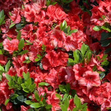 AZALEA japonaise Nakaharai Orange