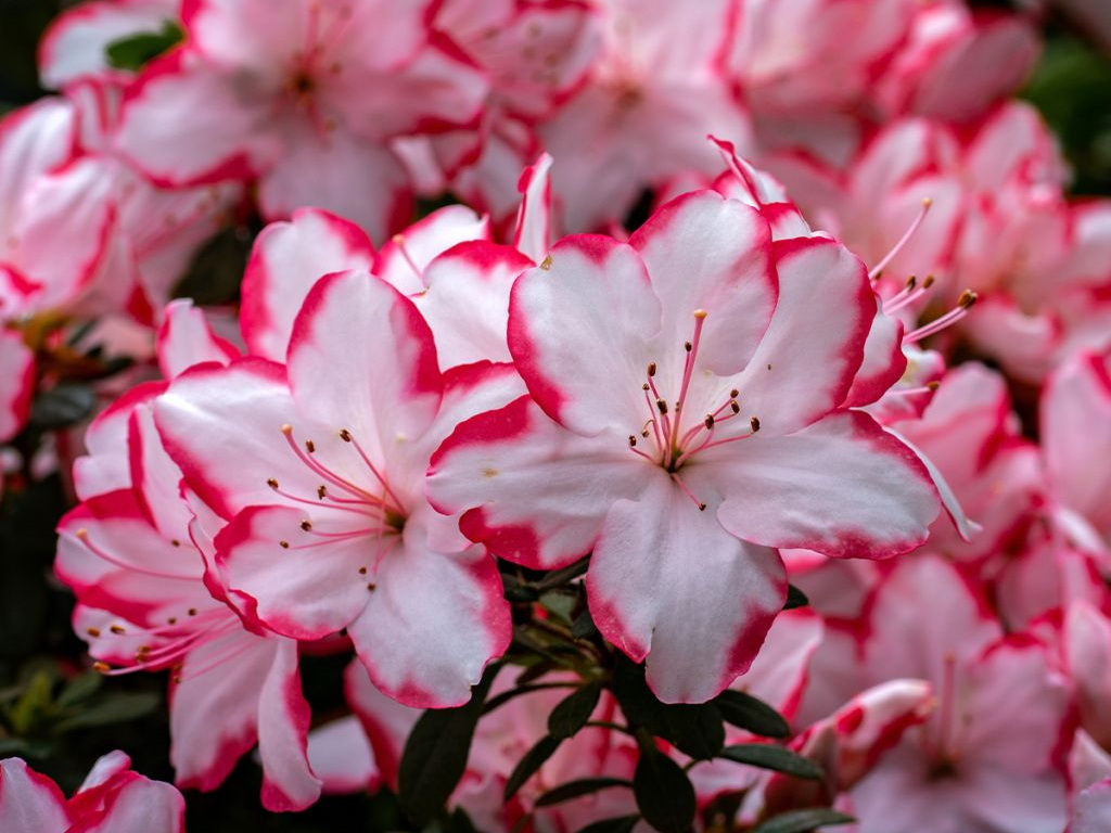 AZALEA japonaise Sachsenstern