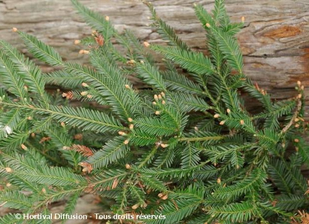 SEQUOIA sempervirens