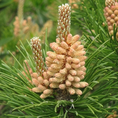 PINUS nigra var.corsicana