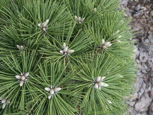 PINUS nigra Agnès Bregeon