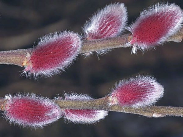 SALIX gracilistyla Mount Aso