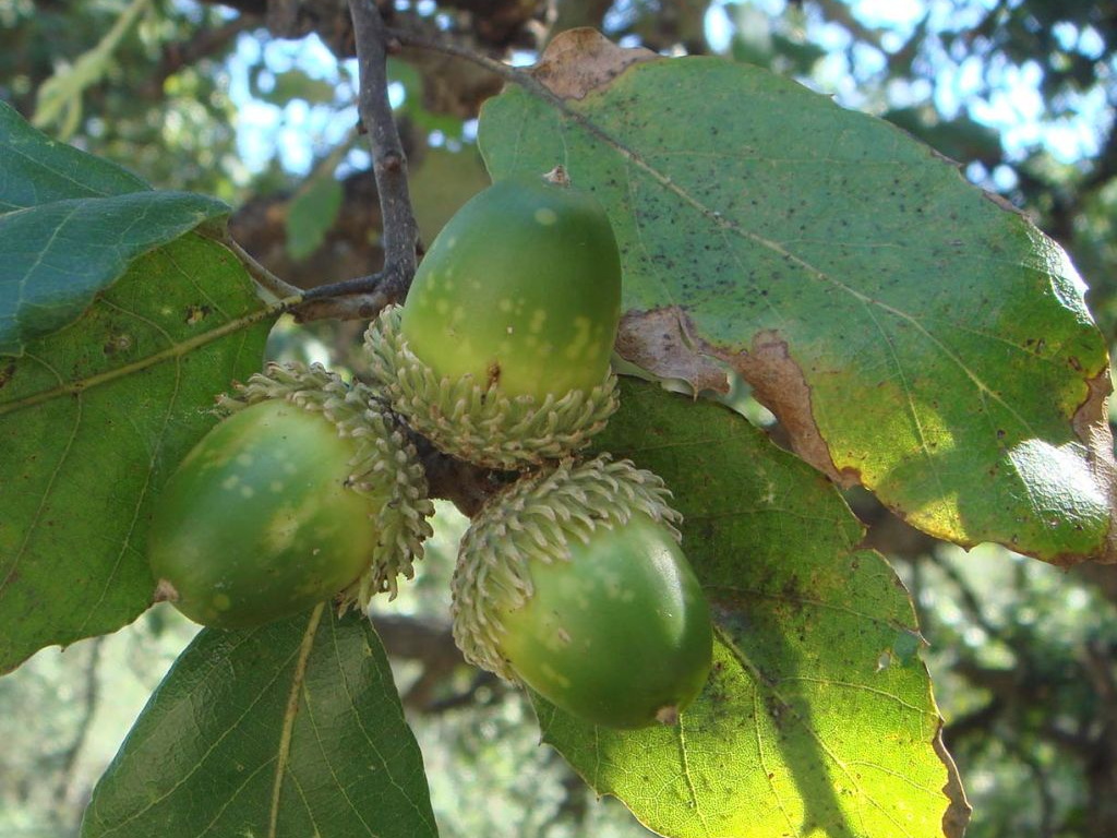 QUERCUS suber