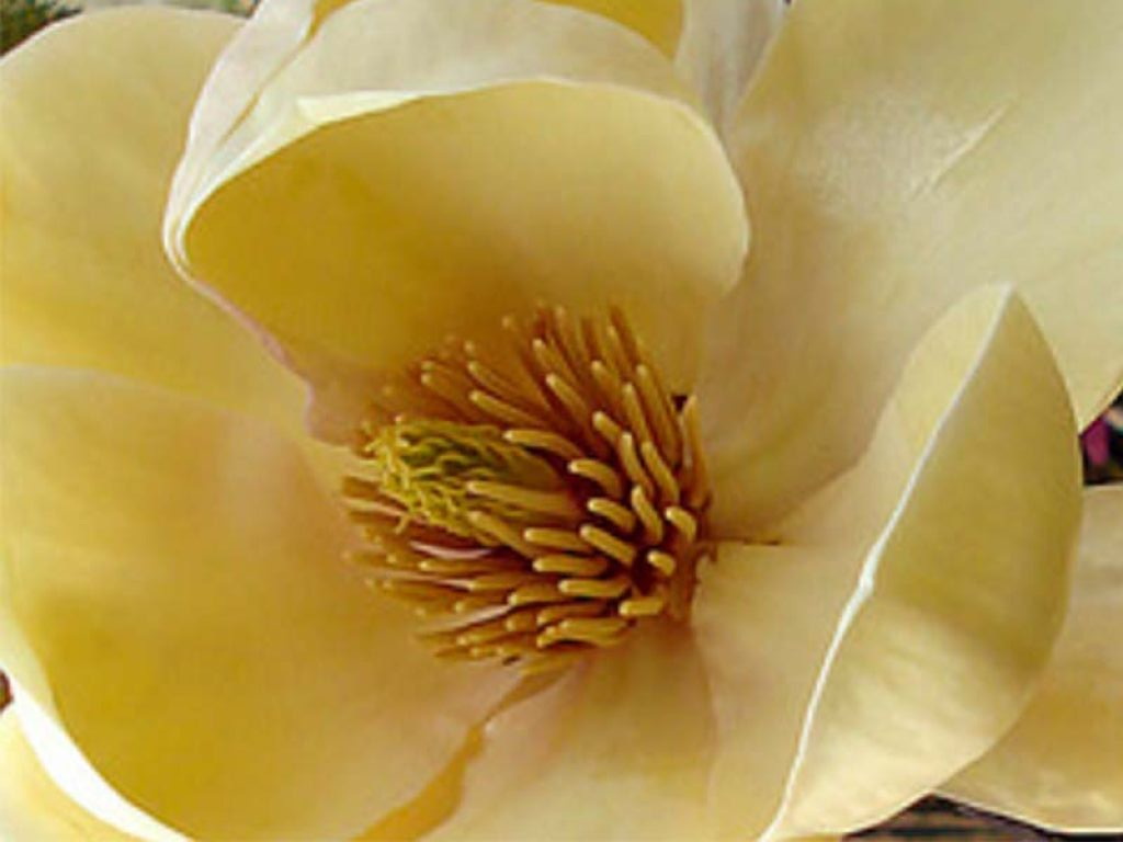 MAGNOLIA Honey Tulip ®