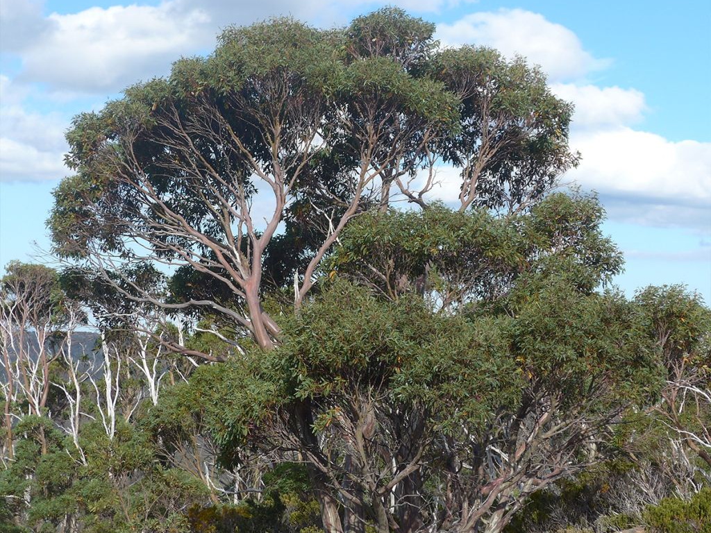 EUCALYPTUS coccifera