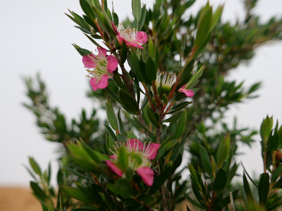 LEPTOSPERMUM Karo Pearl Star